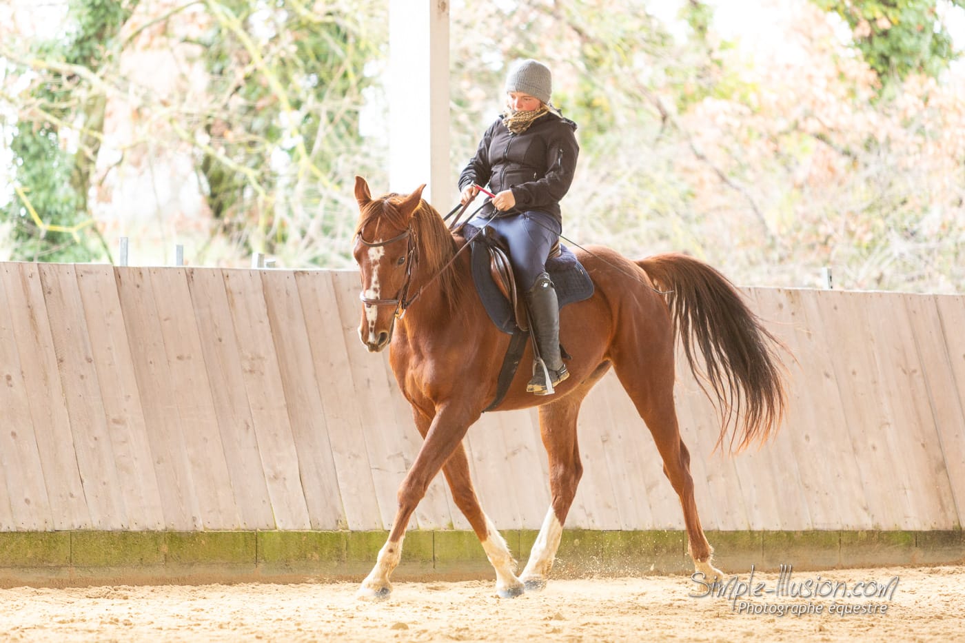 cours de dressage et travail sur le plat