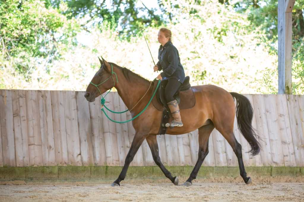 debourrage et education du cheval