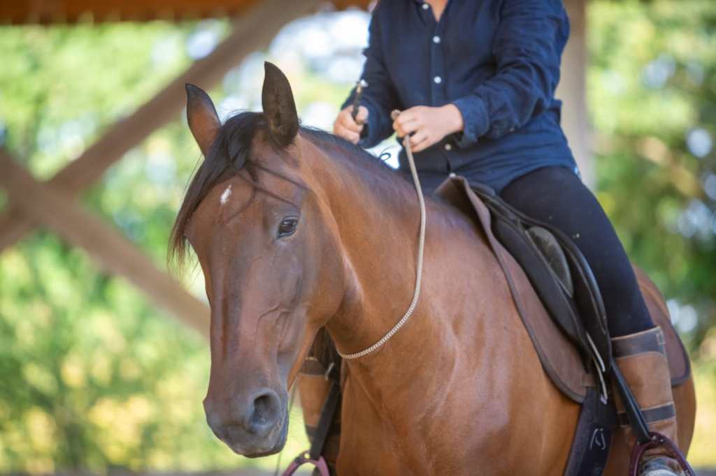 debourrage du cheval