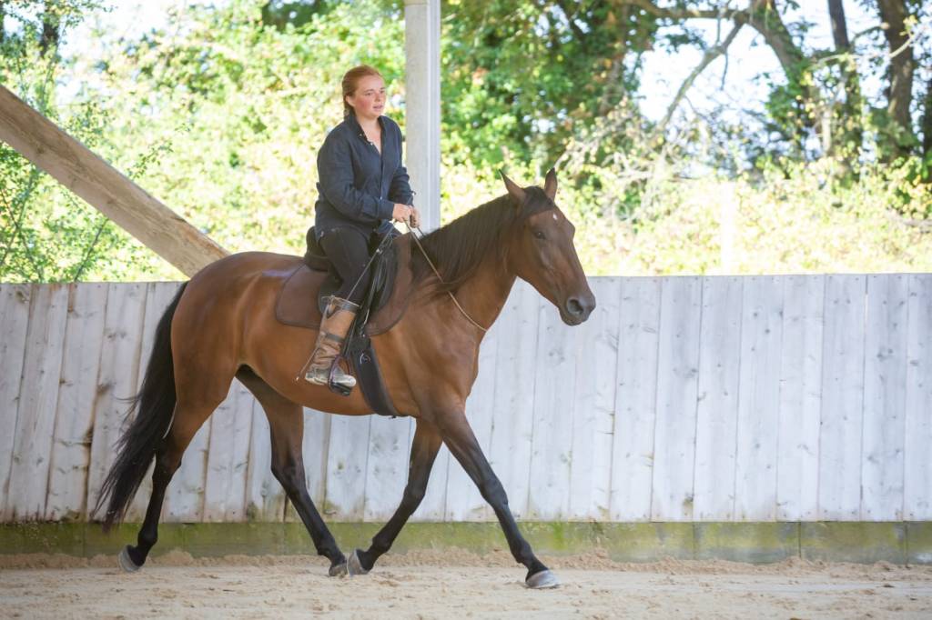 equitation et approche ethologique