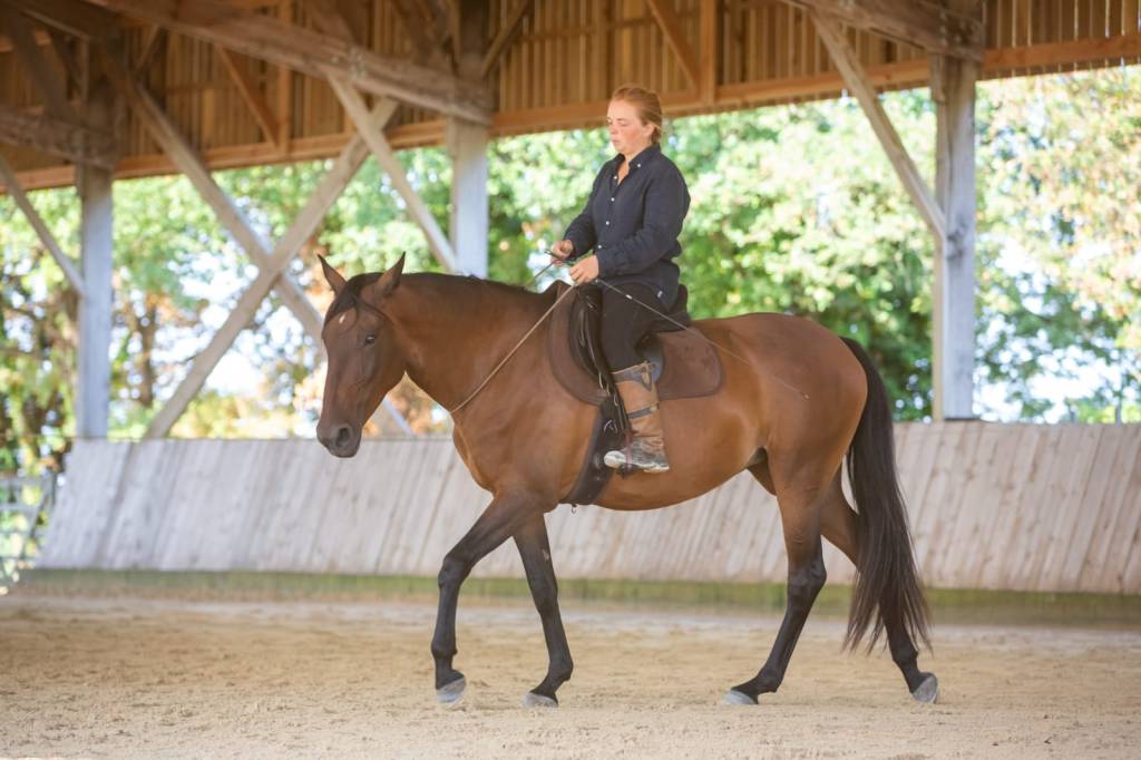 equitation ethologique, relation cheval cavalier