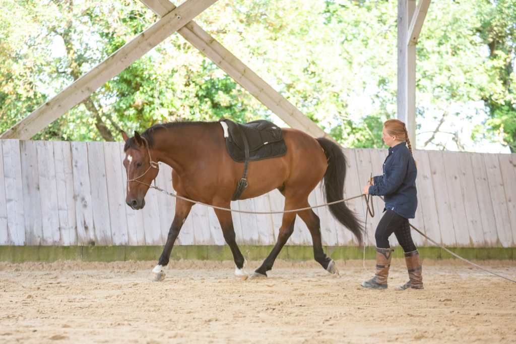 débourrage et education du cheval