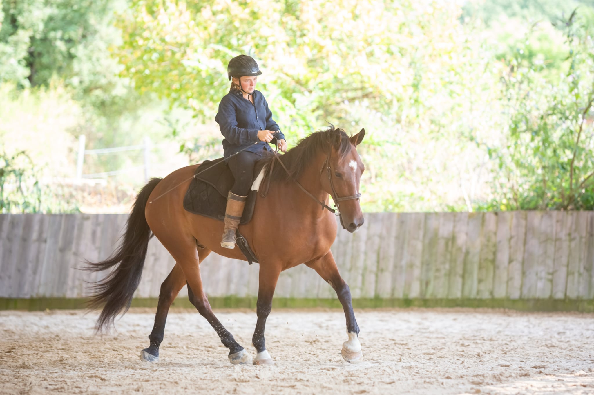 travail de dressage du cheval