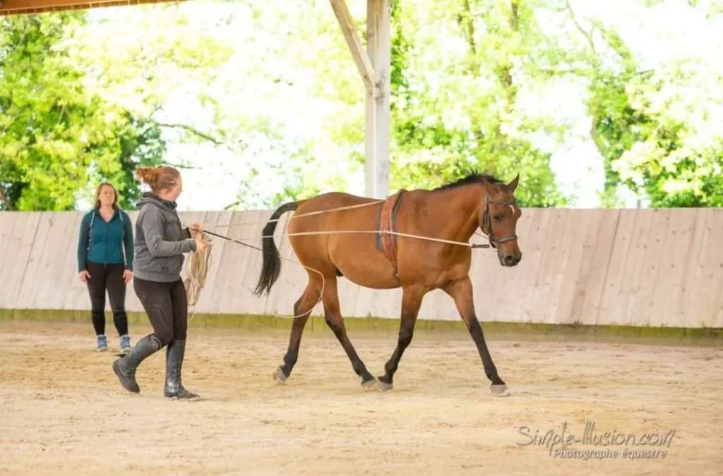 travail aux longues renes equitation